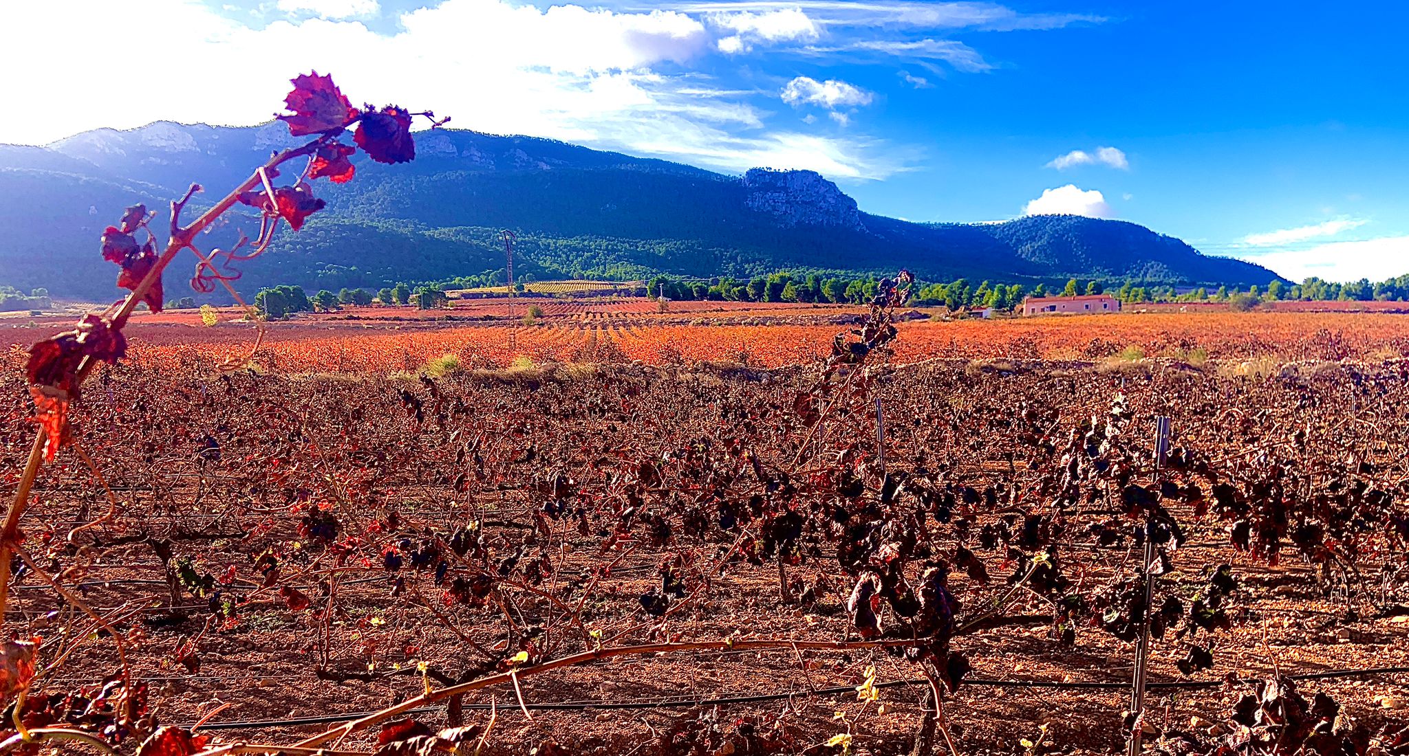 Presentación del audiolibro y libro electrónico picotazos con sonidos propios