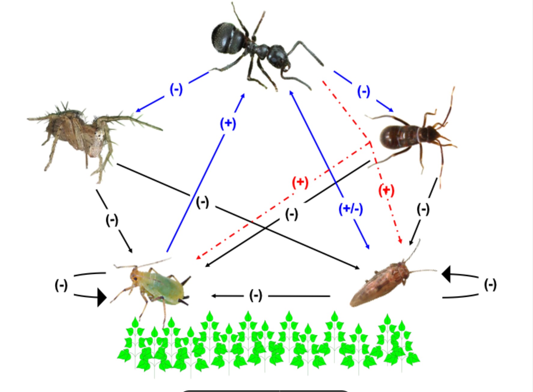 Manejo de la biodiversidad para fomentar soluciones basadas en la Naturaleza en sistemas de producción agrícolas: control biológico de plagas y polinización
