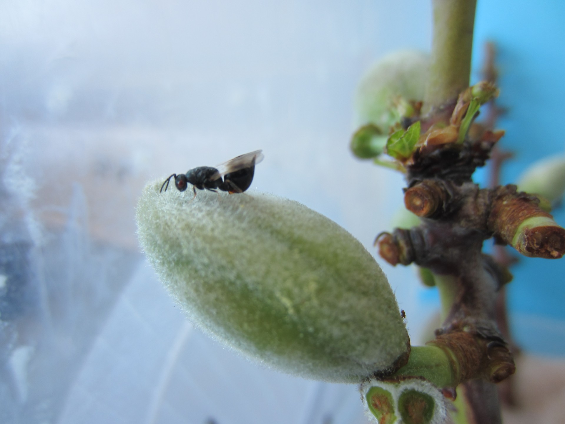 Jornada: Evolución y nuevos riesgos fitosanitarios para el cultivo del almendro. La necesidad de establecer un programa eficaz de transferencia hacia el sector