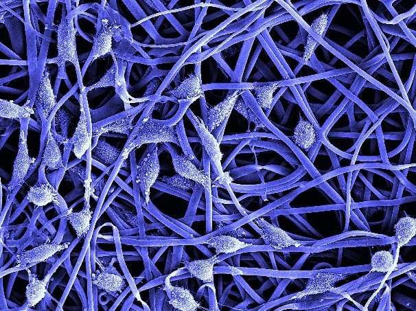 Equipo de Biotecnología del IMIDA: Proyectos y líneas de investigación