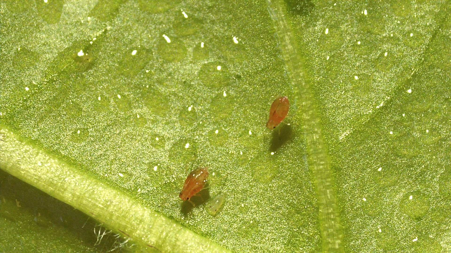 Proyectos de investigación del Equipo de Fitoquímicos Naturales
