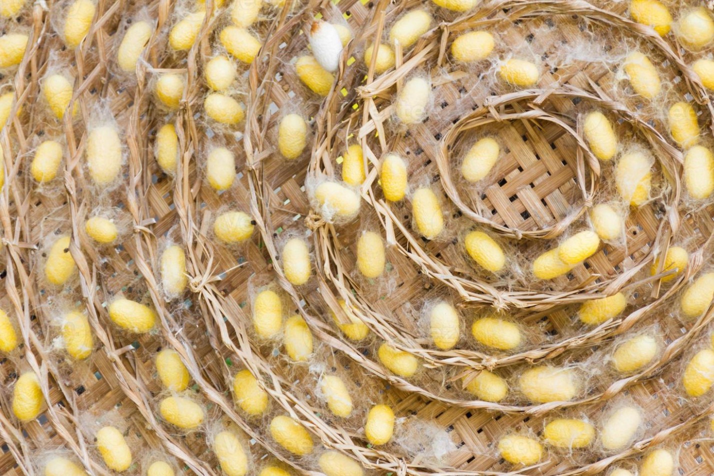 Resultados del proyecto ARACNE y presentación del libro “Colección fotográfica de los fondos históricos de la estación sericícola de Murcia (1892-1976)